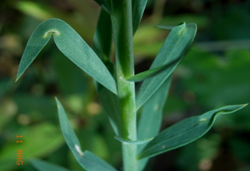 Linum bienne